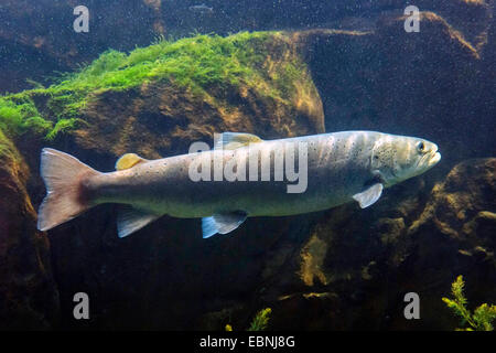 Danube salmon, huchen (Hucho hucho), swimming Stock Photo