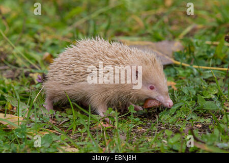 Western hedgehog, European hedgehog (Erinaceus europaeus), albino, Germany Stock Photo