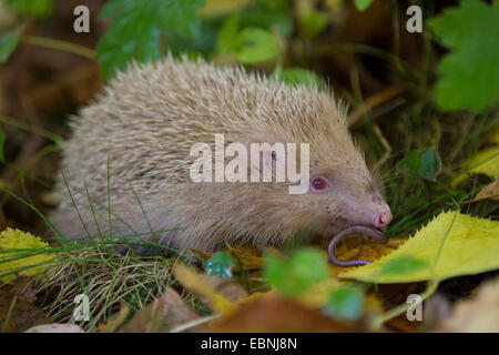 Western hedgehog, European hedgehog (Erinaceus europaeus), Albino feeding a worm, Germany Stock Photo
