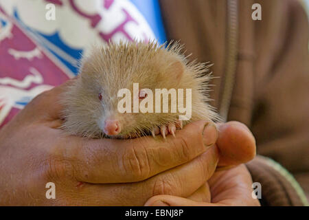 Western hedgehog, European hedgehog (Erinaceus europaeus), albino hold in hand, Germany Stock Photo