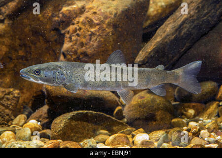 Danube salmon, huchen (Hucho hucho), juvenile Stock Photo