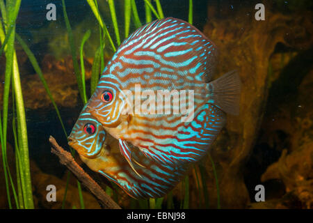 green discus (Symphysodon aequifasciata aequifasciata), laying eggs on a root Stock Photo