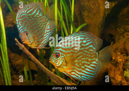 green discus (Symphysodon aequifasciata aequifasciata), laying eggs on a root Stock Photo