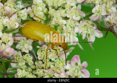 Sulphur beetle (Cteniopus flavus), on white flowers, Germany Stock Photo