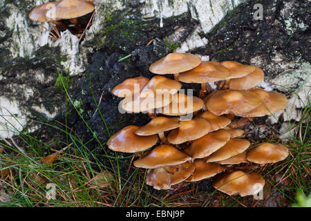 Sheathed woodtuft, Scalycap (Kuehneromyces mutabilis, Galerina mutabilis, Pholiota mutabilis), on deadwood, Germany Stock Photo