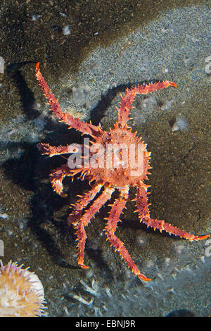 Northern stone crab, King crab (Lithodes maja, Lithodes maja, Lithodes arctica), on a stone with sea anemones Stock Photo