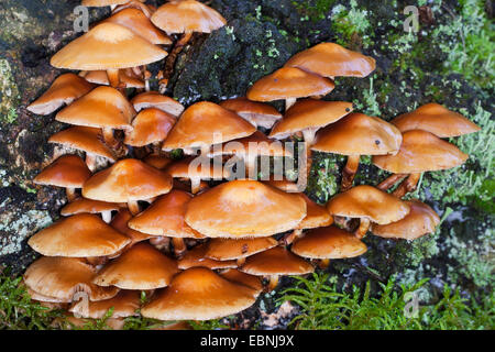 Sheathed woodtuft, Scalycap (Kuehneromyces mutabilis, Galerina mutabilis, Pholiota mutabilis), on deadwood, Germany Stock Photo