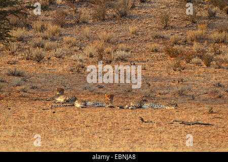cheetah (Acinonyx jubatus), group with sleeping and waking cheetahs, South Africa, Kgalagadi Transfrontier National Park Stock Photo