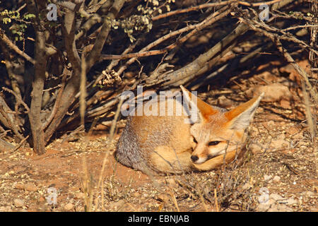 Cape fox (Vulpes chama), lying coiled up under a shrub and sunbathing in the morning sun, South Africa, Kgalagadi Transfrontier National Park Stock Photo