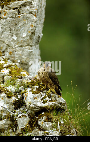 peregrine falcon (Falco peregrinus), fledged young bird sitting on a rock sprur, Germany, Baden-Wuerttemberg Stock Photo