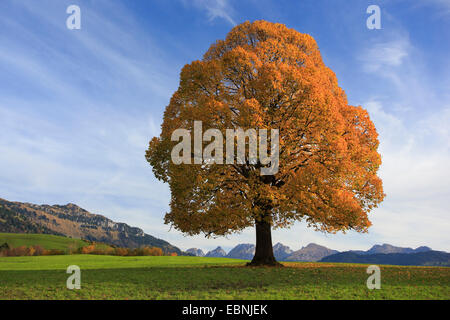 basswood, linden, lime tree (Tilia spec.), lime tree in autumn, Switzerland, St. Gallen, Toggenburg, Churfirsten Stock Photo