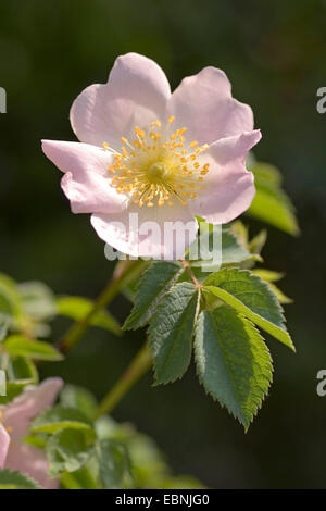 dog rose (Rosa canina), flower, Germany Stock Photo