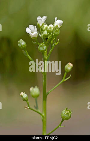 Valerand's brookweed (Samolus valerandi), inflorescence, Germany, BGGI Stock Photo