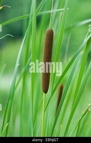 lesser bulrush, narrowleaf cattail, narrow-leaved cattail (Typha angustifolia), infructescence, Germany Stock Photo