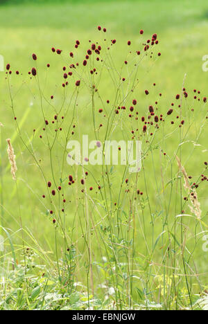 Great burnet (Sanguisorba officinalis, Sanguisorba major), blooming, Germany Stock Photo