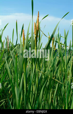 common cattail, broad-leaved cattail, broad-leaved cat's tail, great reedmace, bulrush (Typha latifolia), infructescence, Germany Stock Photo