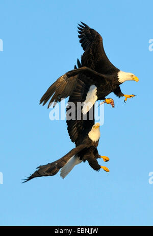 American bald eagle (Haliaeetus leucocephalus), breeding pair handing over the prey, USA, Alaska Stock Photo