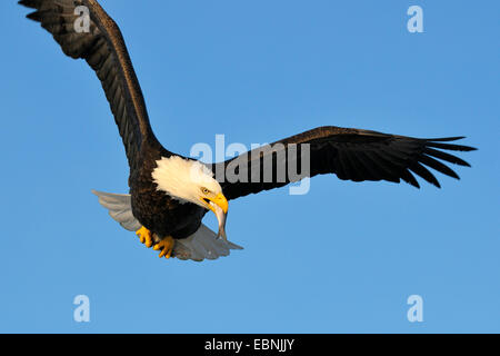American bald eagle (Haliaeetus leucocephalus), adult eagle feeding in flight, USA, Alaska Stock Photo