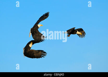 American bald eagle (Haliaeetus leucocephalus), the eagles in flight fighting for caught fish, USA, Alaska Stock Photo