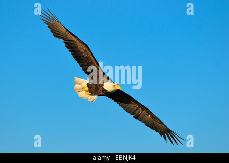 American bald eagle (Haliaeetus leucocephalus), eagle in flight, USA, Alaska Stock Photo