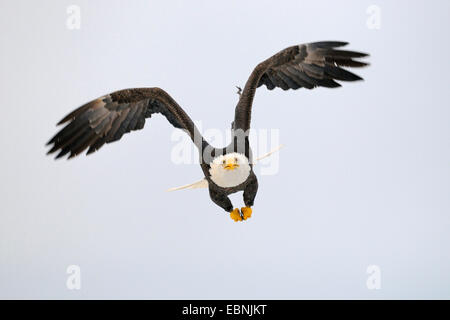 American bald eagle (Haliaeetus leucocephalus), in flight, USA, Alaska Stock Photo