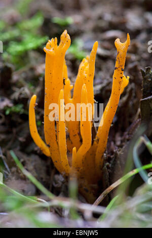 Yellow staghorn, Yellow stagshorn (Calocera viscosa, Tylophilus fellus), fungus, Germany Stock Photo