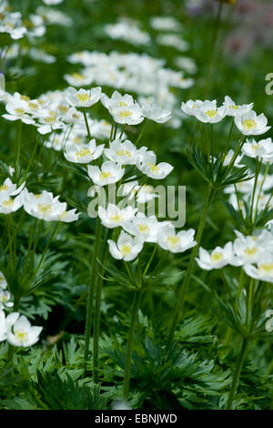 Narcissus anemone, Narcissus-flowered anemone (Anemone narcissiflora, Anemonastrum narcissiflorum), blooming, Switzerland Stock Photo