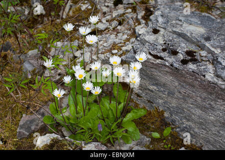 Daisy star, Daisy-star, Daisy-star aster (Aster bellidiastrum, Bellidiastrum michelii), blooming, Germany Stock Photo