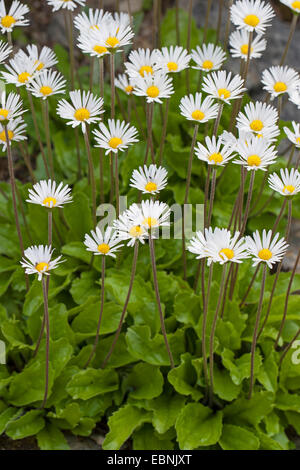 Daisy star, Daisy-star, Daisy-star aster (Aster bellidiastrum, Bellidiastrum michelii), blooming, Germany Stock Photo