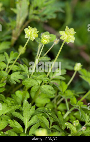 Moschatel, Five-faced bishop, Hollowroot, Muskroot, Townhall clock, Town hall clock, Tuberous crowfoot (Adoxa moschatellina), blooming, Germany Stock Photo