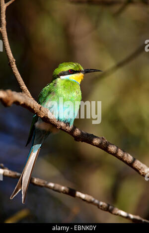 swallow-tailed bee eater (Merops hirundineus), sitting on a branch, South Africa, Barberspan Bird Sanctury Stock Photo