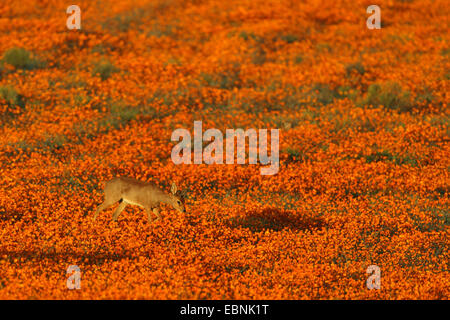 steenbok (Raphicerus campestris), male standing in a meadow with Orange Namaqualand Daisies, South Africa, Namaqua National Park Stock Photo