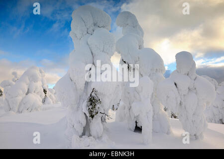 spruces covered with ice and snow after a winter storm in Rukatunturi, Finland, Kuusamo Stock Photo