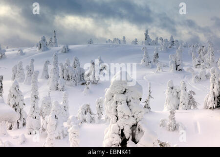 snow covered spruces after a winter storm in Rukatunturi, Finland, Kuusamo Stock Photo