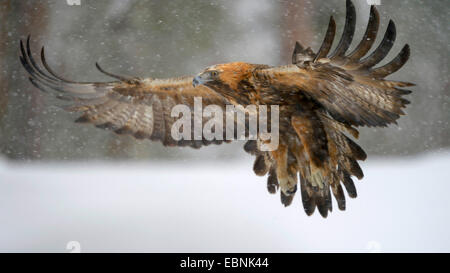 golden eagle (Aquila chrysaetos), in flight in heavy snowfall, Finland, Kuusamo, Oulanka National Park Stock Photo