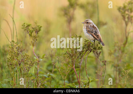 Meadow Pitpit (Anthus pratensis), squaeker in a meadow, Germany, North Rhine-Westphalia Stock Photo