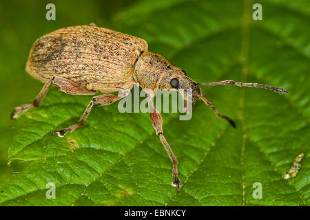 Glaucous leaf weevil (Phyllobius glaucus, Phyllobius calcaratus), on a leaf, Germany Stock Photo