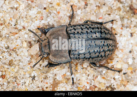 Darkling Beetle (Opatrum sabulosum, Asida sabulosa), on sandy ground, Germany Stock Photo