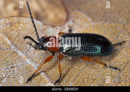 Cereal leaf beetle (Oulema melanopus) laval damage & stripped epidermis ...