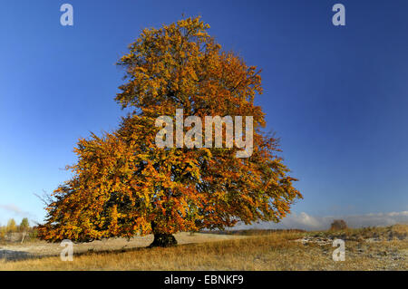 common beech (Fagus sylvatica), single tree in autumn, Germany, Swabian Alb Stock Photo