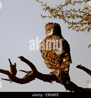 black-breasted snake eagle (Circaetus pectoralis), sitting in a branch, South Africa, Kgalagadi Transfrontier National Park