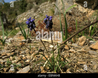 Grape hyacinth (Muscari neglectum, Muscari racemosum), blooming, with crab spider, Spain, Balearen, Majorca Stock Photo