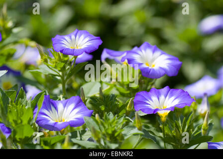 Dwarf convolvulus, Dwarf Morning Glory (Convolvulus tricolor), blooming Stock Photo