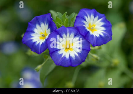 Dwarf convolvulus, Dwarf Morning Glory (Convolvulus tricolor), flowers Stock Photo