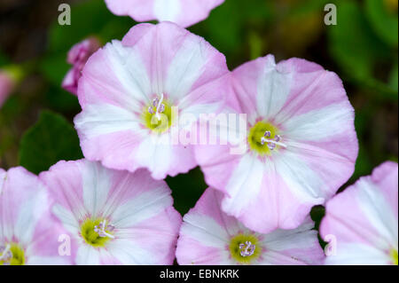 field bindweed, field morning-glory, small bindweed (Convolvulus arvensis), flowers, Germany Stock Photo