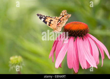 painted lady, thistle (Cynthia cardui, Vanessa cardui), sitiing on blooming eastern purple coneflower Stock Photo
