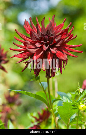 georgina (Dahlia spec.), cactus georgina Stock Photo