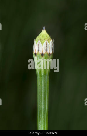 variegated horsetail, variegated scouring-rush (Equisetum variegatum), cone, Germany Stock Photo