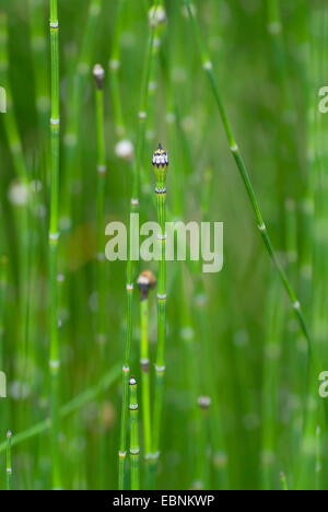 variegated horsetail, variegated scouring-rush (Equisetum variegatum), with cones, Germany Stock Photo