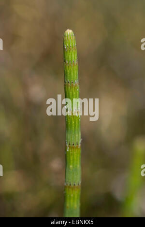 dwarf scouring-rush (Equisetum scirpoides), sprout Stock Photo